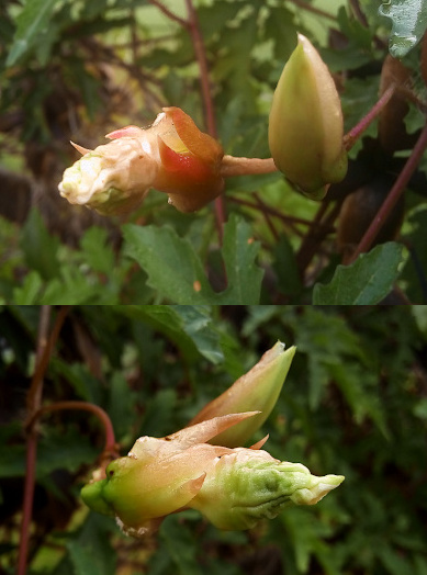 [Two photos spliced together. On the top is a side-front view of bud facing the left. The tip is white as if the petals, although still tightly swirled, are being pushed out. The outer portion which is a pinkish purple is unfurling as if there will be a petal base below the flower. To the right of the opening bud is a closed bud facing upward. In the lower photo is a side-front view of a bud facing the right. Only the very tip of this one is white while the portion behind it is light green. The outer portion is a pinkish-green and spliting into its petal-like portion. Both images have lots of green leaves in the background. ]